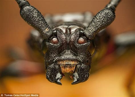 creepy insects pictures.